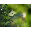 Aceite Esencial de Cedro hojas (Thuja)
