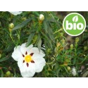 Aceite Esencial de Jara BIO y Silvestre