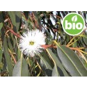 Aceite Esencial de Eucalipto Glóbulo BIO