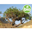 Aceite Esencial de Incienso (Olíbano) - Boswellia carterii BIO
