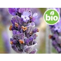 Aceite Esencial de Lavanda Blanca BIO