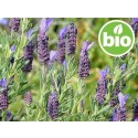 Hidrolato de Lavanda de Sevilla - Silvestre