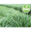 Aceite Esencial de Lemongrass BIO