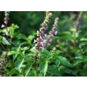 Aceite Esencial de Tulsi - Albahaca Sagrada