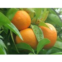 Aceite Esencial de Petitgrain Naranjo Amargo (Paraguay)