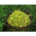 Aceite Esencial de Ylang Ylang III BIO