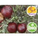 Aceite Esencial de Enebro Fenicio Silvestre y BIO