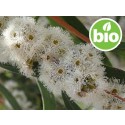 Aceite Esencial de Eucalipto Radiata Silvestre y BIO