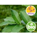Aceite Esencial de Guayaba Silvestre BIO - Psidium guajava