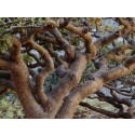 Aceite Esencial de Incienso (Olíbano)