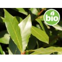 Aceite Esencial de Laurel BIO