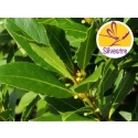Aceite Esencial de Laurel - Silvestre