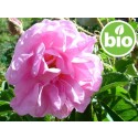 Aceite Esencial de Rosa Búlgara Otto BIO