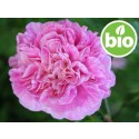 Aceite Esencial de Rosa Afgana BIO