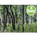 Aceite Esencial de Sándalo Blanco BIO - Nepal