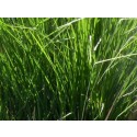 Aceite Esencial de Vetiver de India - Variedad Deg Vopka