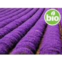 Macerado de Flores de Lavanda BIO