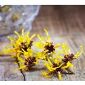 Agua de Hamamelis