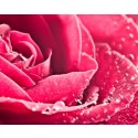 Agua de Rosas natural - (Rosa Damascena)