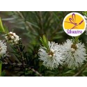 Aceite Esencial de Árbol del té Australiano - Silvestre