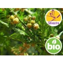 Aceite Esencial de Artemisa Annua BIO - Silvestre