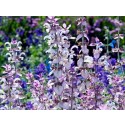 Aceite Esencial de Salvia Romana - Salvia sclarea