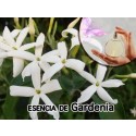 Fragancia de Jazmín Sambac