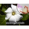 Fragancia de Gardenia