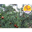 Aceite Esencial de Sándalo Spicatum - Alto Grado