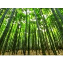 Fragancia Bosques de Bambú