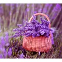 Fragancia de Lavanda