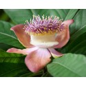 Fragancia de Flor de Champa