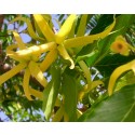 Fragancia de Ylang Ylang