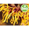 Hidrolato de Hamamelis BIO