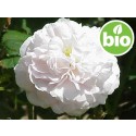 Hidrolato de Rosa Alba BIO