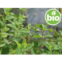 Aceite Esencial de Hierbabuena BIO