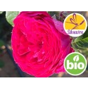 Hidrolato de Rosa Centifolia BIO