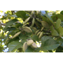 Aceite de Karanja de 1ª presión