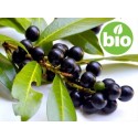 Aceite Esencial de Laurel BIO