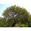 Aceite Esencial de Guiaco Palo - Palo Santo