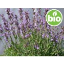 Aceite Esencial de Salvia Española BIO