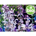 Aceite Esencial de Salvia Romana BIO