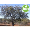 Aceite Esencial de Sándalo Spicatum BIO