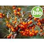 Aceite de Espino Amarillo extracción CO2 - BIO