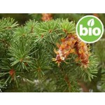 Aceite Esencial de Pino Douglas BIO (Abeto Douglas)