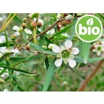 Aceite Esencial de Árbol del Té Limón BIO