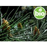 Aceite Esencial de Pino Marítimo BIO