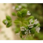 Hidrolato de Mejorana 
