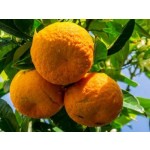 Aceite Esencial de Naranja Amarga