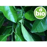 Aceite Esencial de Petitgrain Naranjo Amargo / Bigarade BIO